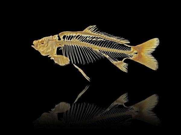 Photograph Owen Smith Fish Skeleton on One Eyeland
